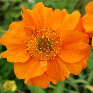 Geum 'Rijnstroom'